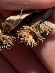 Cyperus blepharoleptos