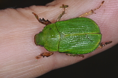 Hylamorpha elegans