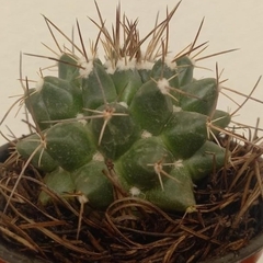 Mammillaria polythele