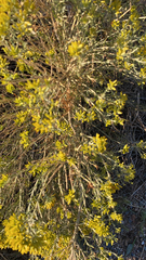 Chrysothamnus viscidiflorus