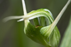 Pterostylis banksii