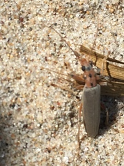 Copidita quadrimaculata