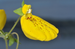 Calceolaria crenatiflora