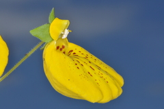 Calceolaria crenatiflora