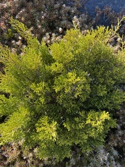 Halocarpus bidwillii