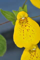 Calceolaria crenatiflora