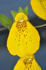 Calceolaria crenatiflora