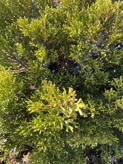 Halocarpus bidwillii