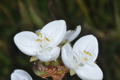 Libertia chilensis