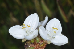 Libertia chilensis