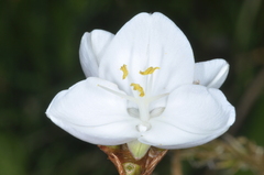 Libertia chilensis