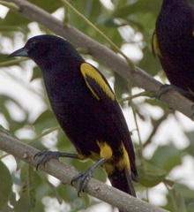Icterus melanopsis