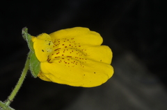 Calceolaria crenatiflora
