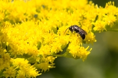 Hylaeus