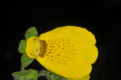 Calceolaria crenatiflora