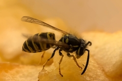 Vespula