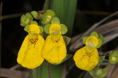 Calceolaria crenatiflora