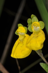 Calceolaria crenatiflora