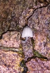 Mycena pseudocorticola