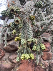 Cylindropuntia whipplei