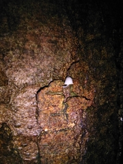 Mycena pseudocorticola