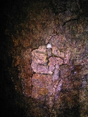 Mycena pseudocorticola