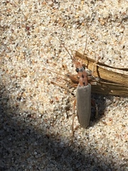 Copidita quadrimaculata