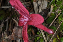 Asteranthera ovata
