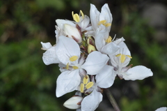 Libertia chilensis