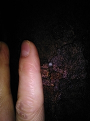 Mycena pseudocorticola