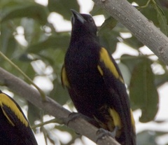 Icterus melanopsis