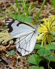 Pontia sisymbrii