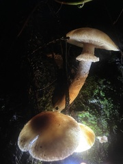 Psathyrella longistriata