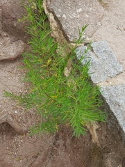 Prostanthera nivea