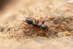 Pheidole sciophila