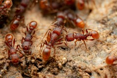 Tetramorium hispidum