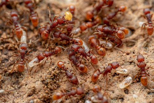 Tetramorium hispidum photo 2