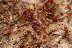 Tetramorium hispidum