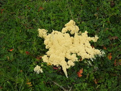 Didymium mucilago