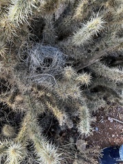 Campylorhynchus brunneicapillus