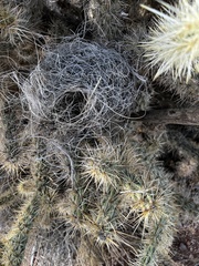 Campylorhynchus brunneicapillus