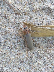 Copidita quadrimaculata