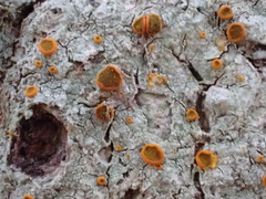 Brigantiaea leucoxantha