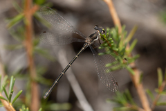 Archiargiolestes parvulus