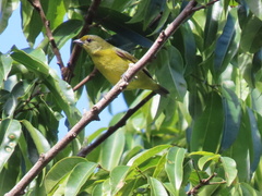 Euphonia violacea