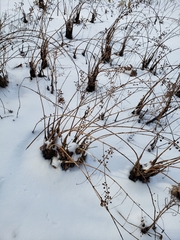 Decodon verticillatus