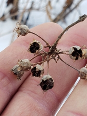 Decodon verticillatus