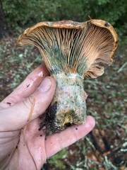 Lactarius rubrilacteus