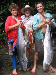 Scomberomorus commerson