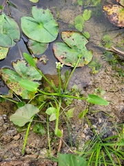 Sagittaria intermedia